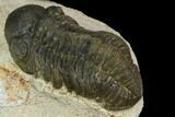 Bargain, Austerops Trilobite - Visible Eye Facets #119990-3